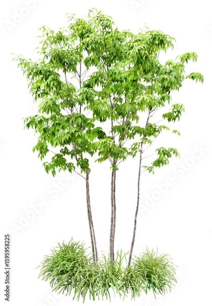 Obraz 樹木などの寄せ植え