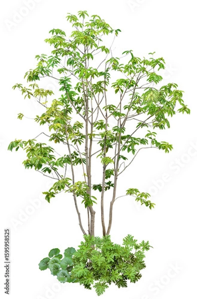 Obraz 樹木などの寄せ植え