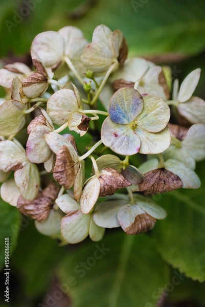 Obraz 季節の終わった紫陽花の花