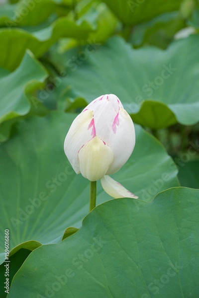 Obraz 大きな白い蓮の蕾と葉