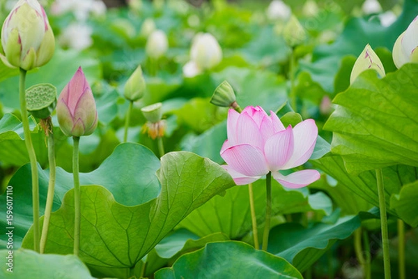 Obraz 池の美しい桃色の蓮の花