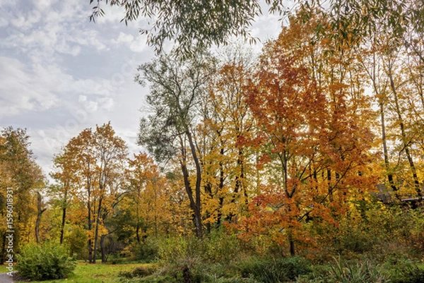 Fototapeta Autumn colors paint the landscape in a tranquil park during a sunny afternoon