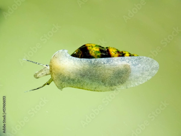 Obraz Anentome helena