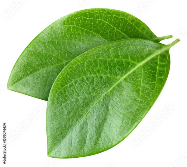 Obraz Nut leaf isolated on white. Nut leaf clipping path