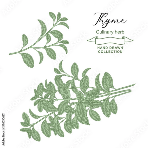 Obraz Fresh Thyme branch vector illustration. Thymus vulgaris leaves hand drawn. Vintage sketch style.
