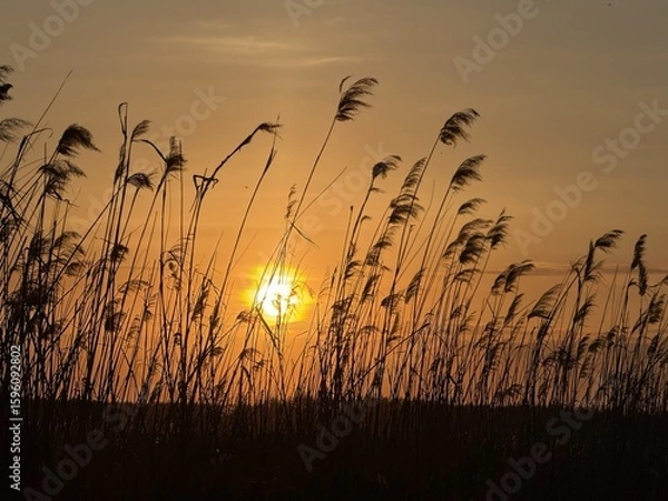Obraz Summer sunset in the grass