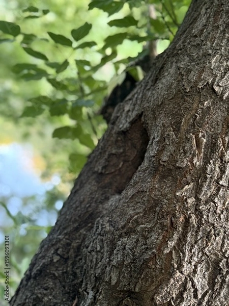 Obraz bark of a birch