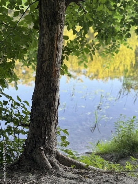 Obraz trees in the water