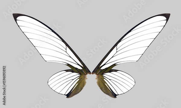 Obraz insect wings on a grey,isolated