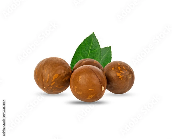 Fototapeta dry macadamia nuts on a white,isolated