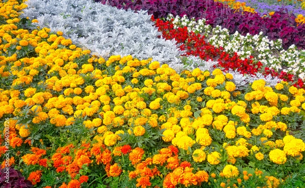 Obraz Colorful flowerbed with bright flowers, flower arrangement	
