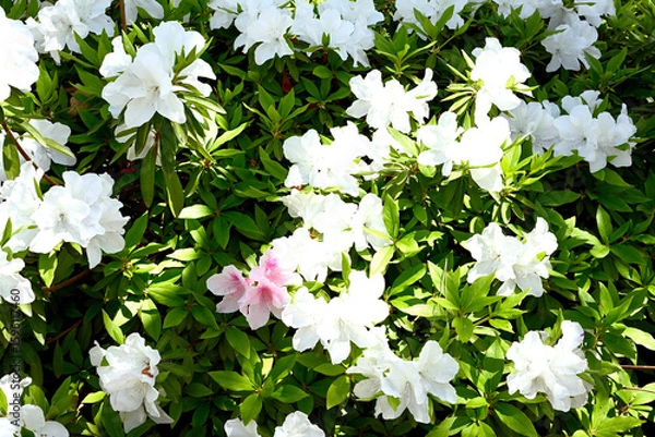 Obraz 神戸相楽園、ツツジ百花繚乱