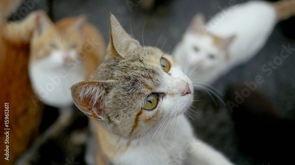 Obraz 立ち上がる猫