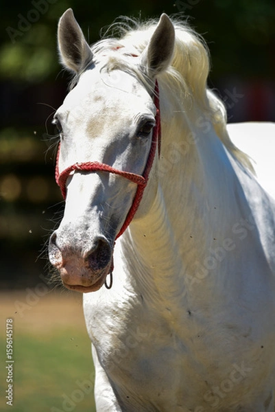 Obraz white horse portrait