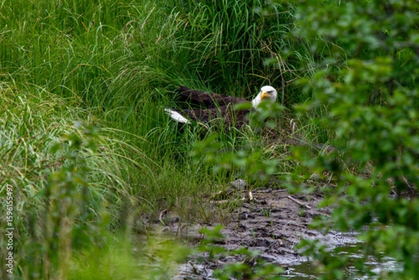Obraz American bald eagle searching nesting material