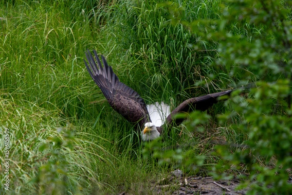 Obraz american bald eagle