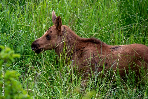 Obraz calf moose in high grass
