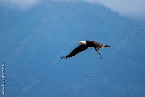 Obraz bald eagle in flight