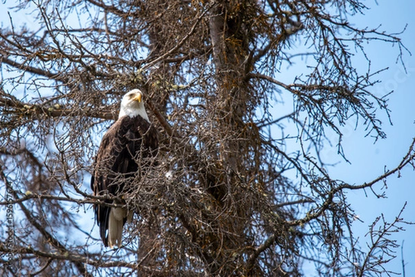 Obraz bald eagle in the tree
