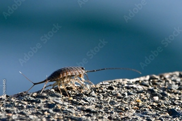 Obraz フナムシさん