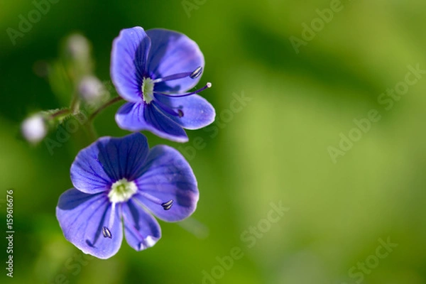 Obraz Small blue flower. Veronica chamaedrys