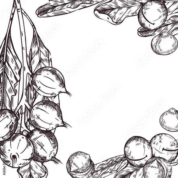 Fototapeta Macadamia nuts vector frame, nuts on a branch, macadamia tree leaves, peeled nuts. All objects are hand-drawn with ink. Illustration for printing on the packaging of goods, products, cosmetics. 