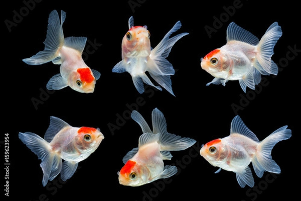 Obraz goldfish isolated on black background.