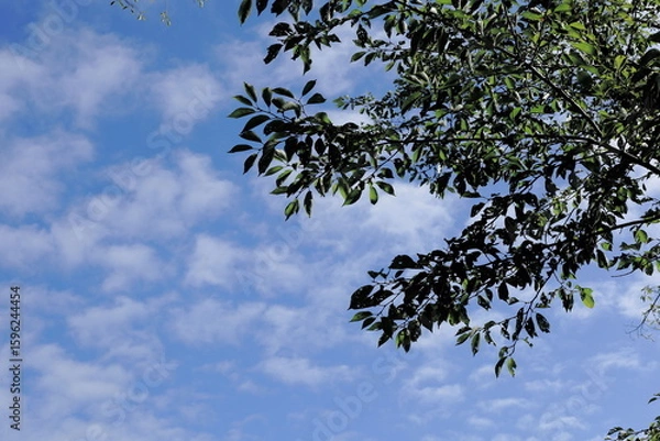 Fototapeta 岐阜県池田町の緑の木と夏の空