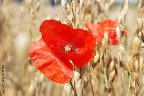 Obraz Mohnblume