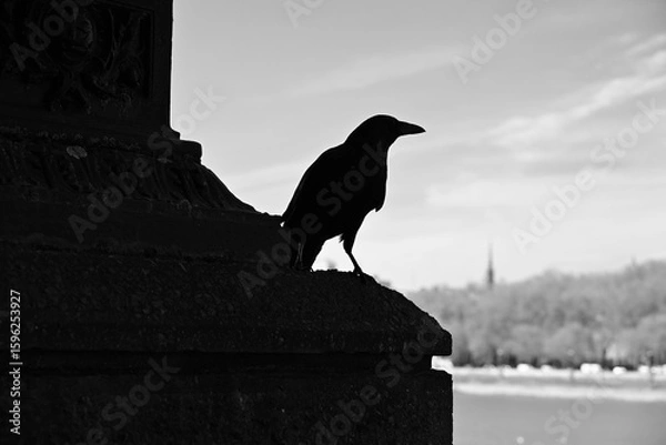 Obraz Crow silhouette