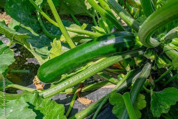 Obraz 畑のズッキーニ