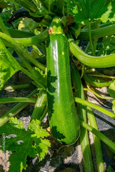 Obraz 畑のズッキーニ