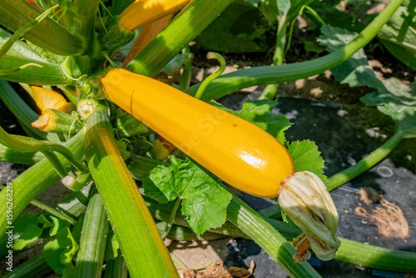 Obraz 畑のズッキーニ