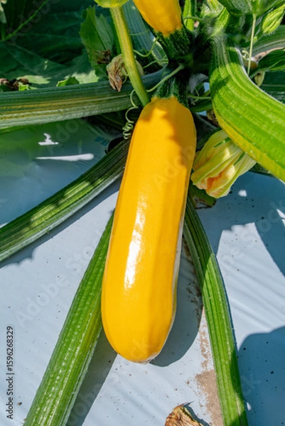 Obraz 畑のズッキーニ