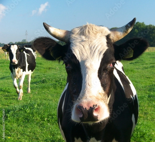 Fototapeta Kuh