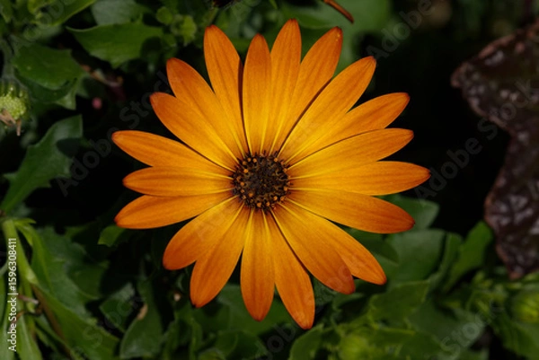 Obraz African daisy, Orange Symphony type