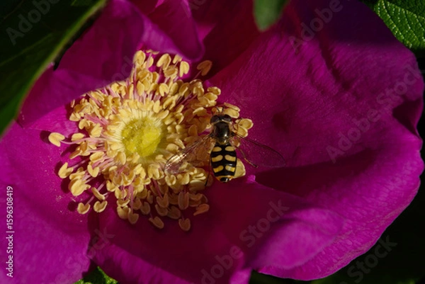 Obraz Hoverfly on the flower, pollenising