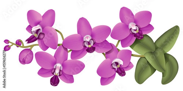 Fototapeta Horizontal branch of orchid flowers. Realistic vector illustration on isolated background.