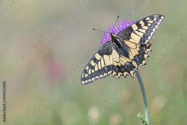 Fototapeta Swallowtail butterfly sitting on a flower with wings outstretched in an alpine meadow. (Papilio Machaon). Alps Mountains.
