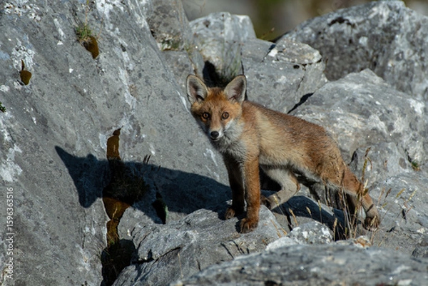 Fototapeta Cute baby red fox (Vulpes vulpes) walking on rocks on a sunny day in the Alps Mountains. Cute animals concept, puppy concept.