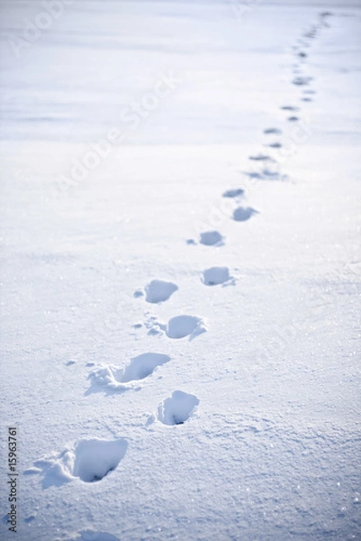 Obraz nature scene in winter