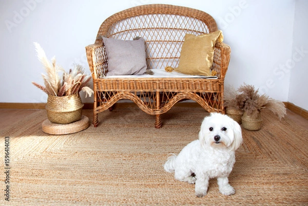 Obraz Perra blanca de pelo largo mirando a cámara en ambiente boho con sillón de mimbre
