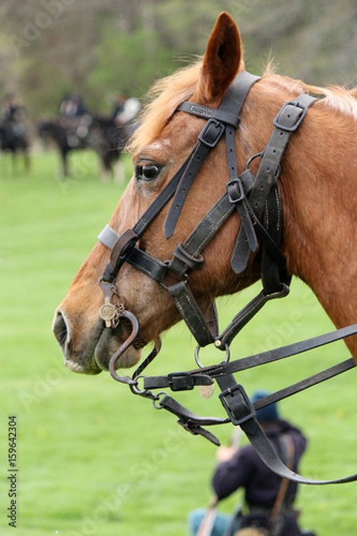Obraz US Calvary Horse