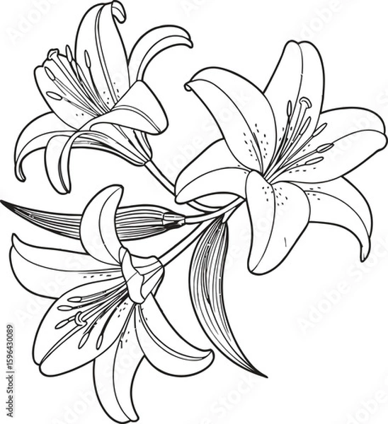 Fototapeta Illustration of three lilies with detailed petals and leaves in a black and white line drawing style