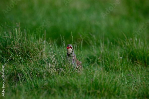 Obraz red legged partridge looking