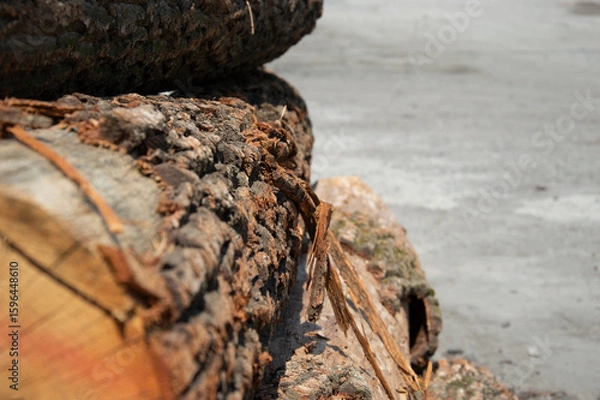 Obraz Stacked logs display detailed bark texture and wood grain, revealing the beauty of natural timber in a serene outdoor setting
