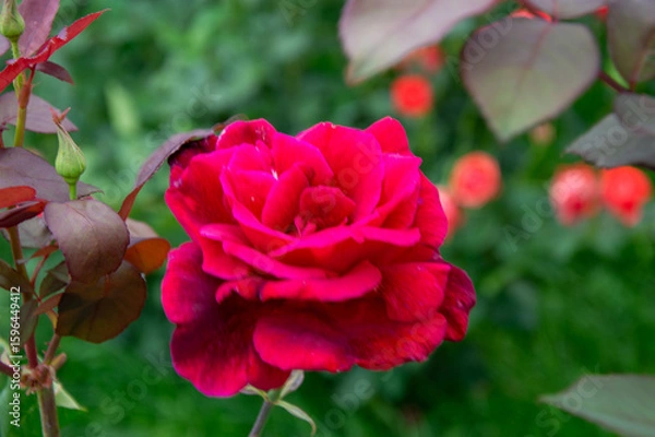Obraz Bright red rose showcases its full petals among greenery, highlighting the beauty of nature in a serene garden setting