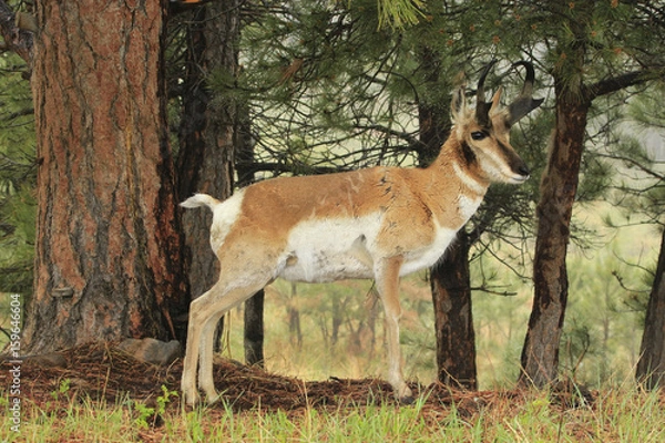 Obraz Taking Shelter From the Rain