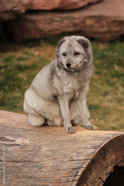 Obraz Artic Fox Sitting On A Log