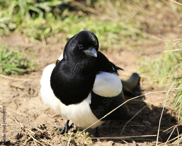 Obraz Black billed magpie